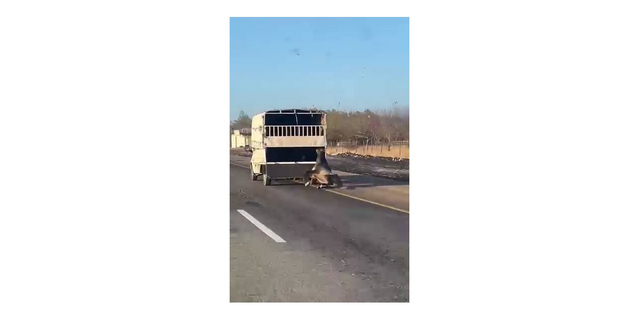 Kamyonetin arkasına bağlanan at yola düşüp sürüklendi: O anlar kameralara yansıdı