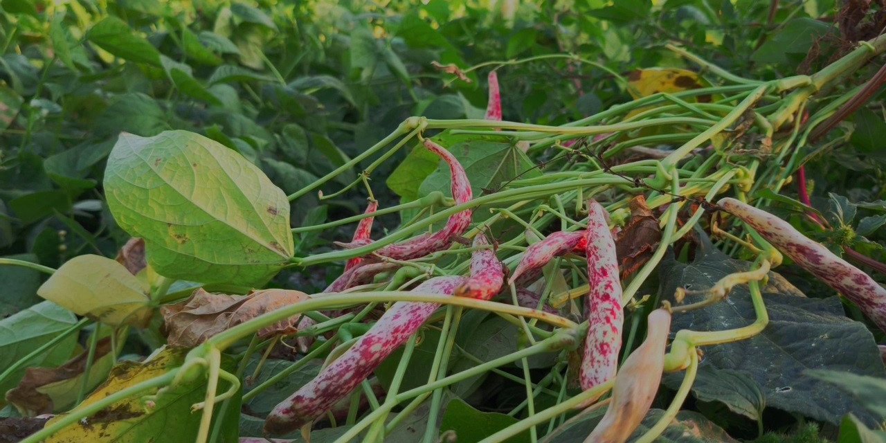 Erzurum'un İspir Fasulyesi dünyayı fethediyor