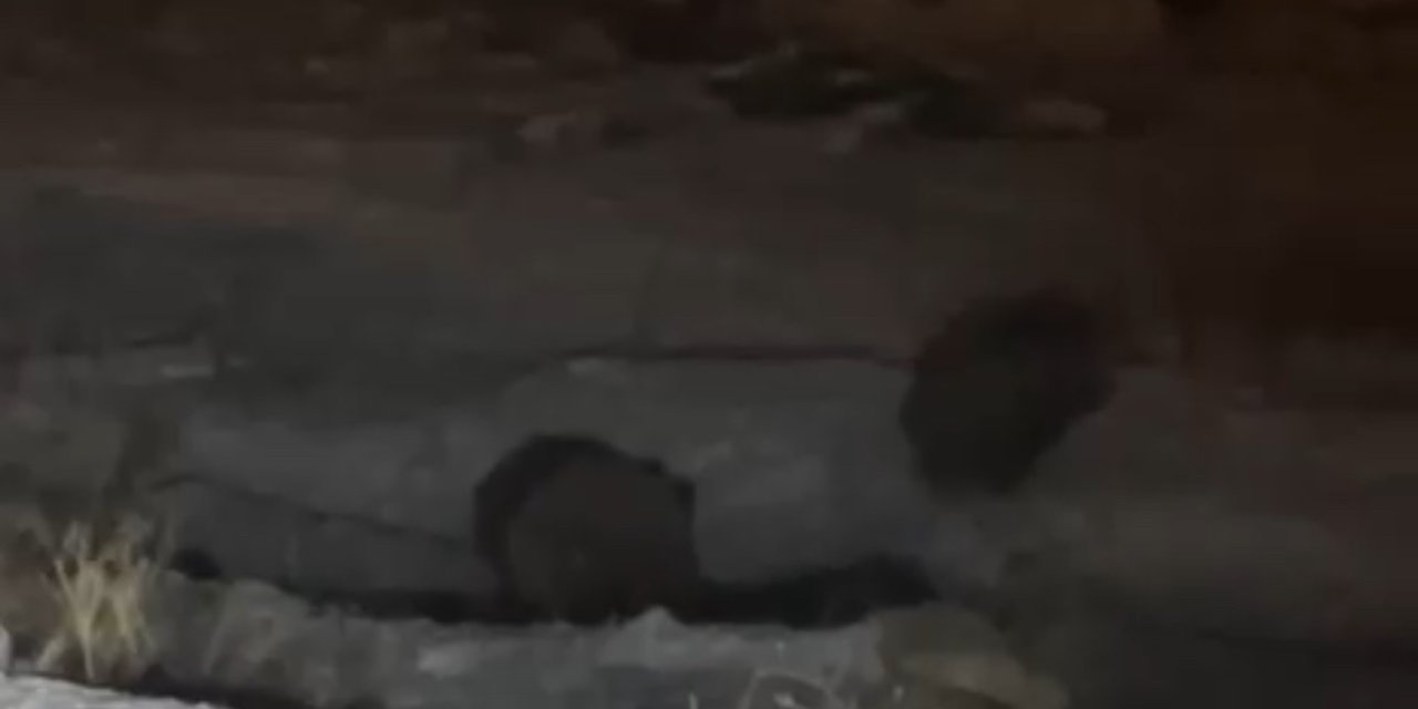 Yüksekova’da domuz sürüsü görüntülendi