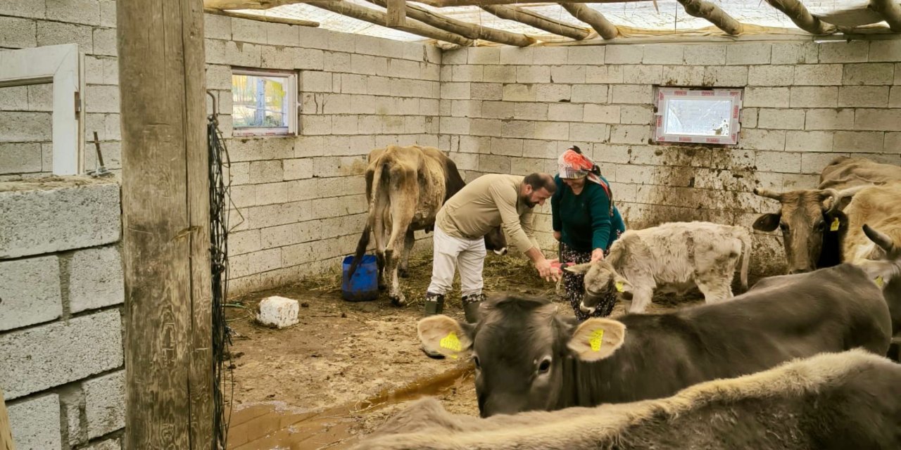 Yüksekova’da sonbahar aşılama ve küpeleme çalışmaları tamamlandı