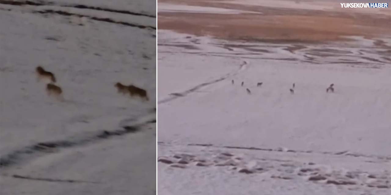 Yüksekova ovasında kurt sürüsü görüntülendi