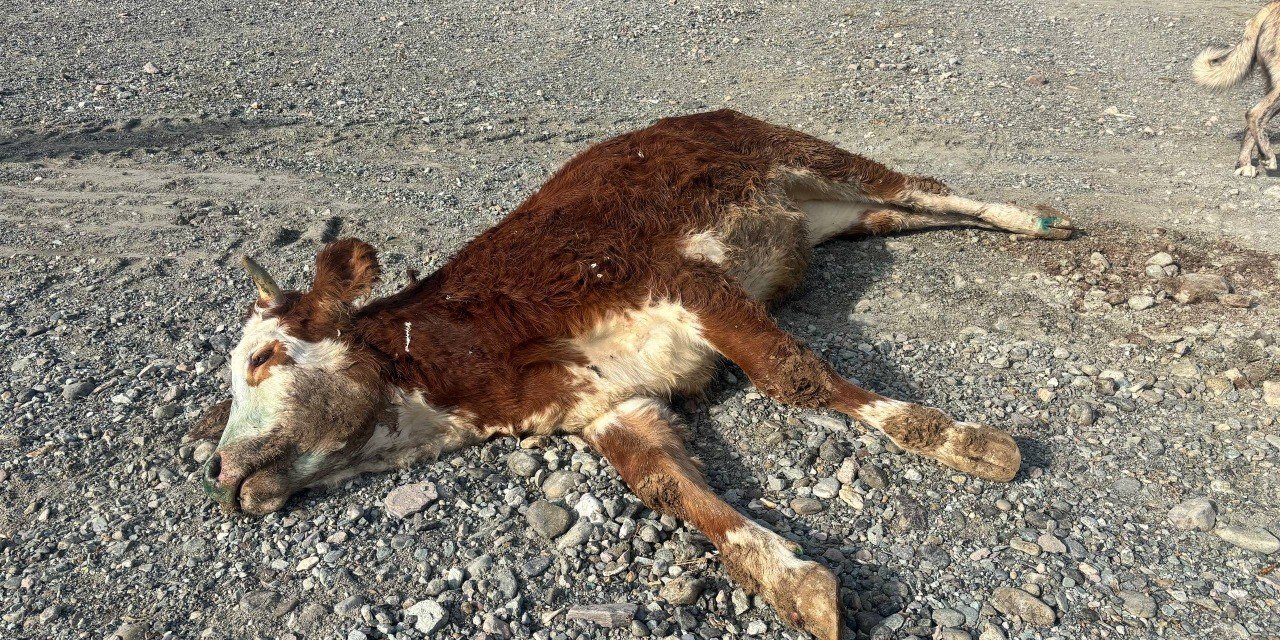 Erzincan’da şaplı hayvanlar meraya atıldı