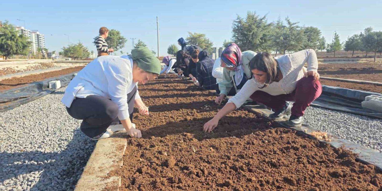 Diyarbakır'da safran ekimi