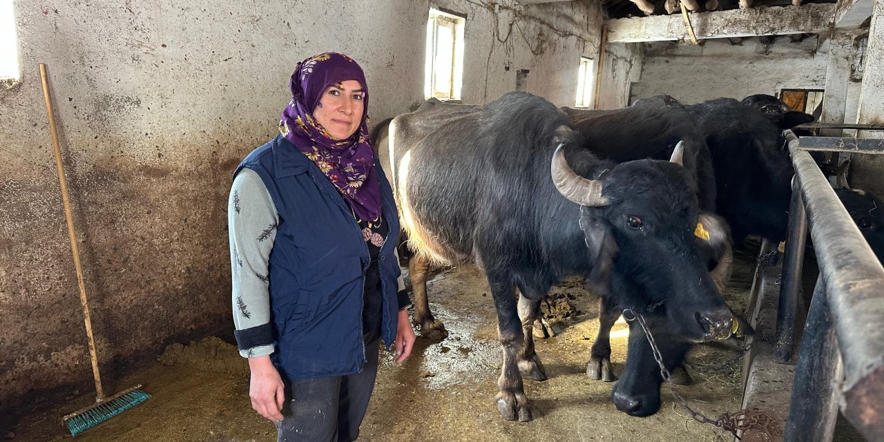 Yüksekovalı çiftçi Elif Koca, 5 mandayla başladı 8 yılda işletmesini üçe katladı