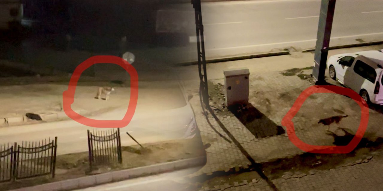 Yüksekova'nın İpekyolu Caddesi’nde 2 kurt görüldü