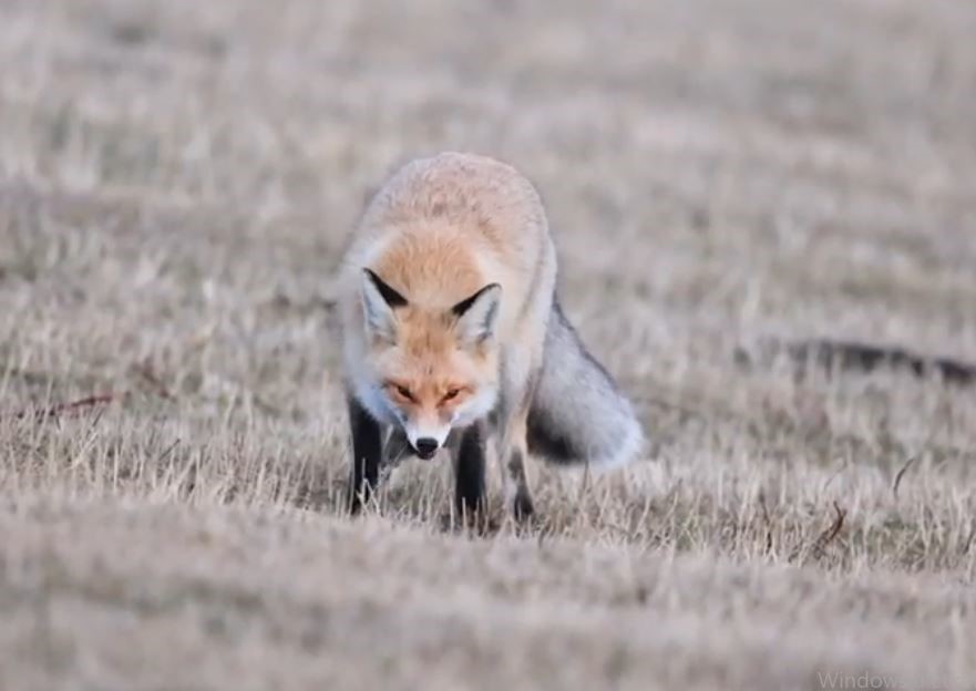 Posof'da kızıl tilkinin fare avı