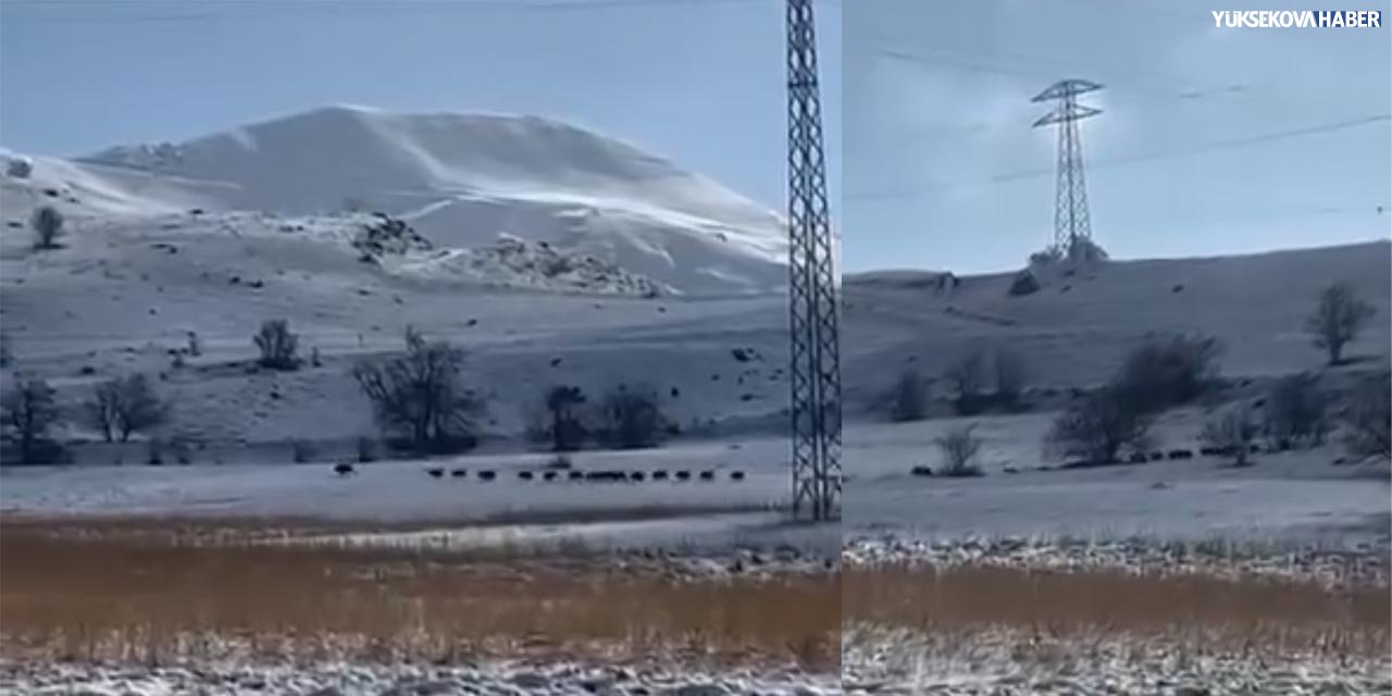 Bağışlı köyünde domuz sürüsü görüntülendi