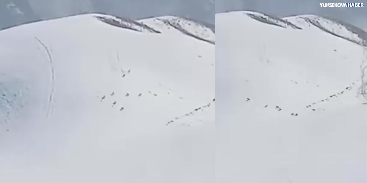 Yüksekova'nın Bölük köyünde kurt sürüsü görüntülendi