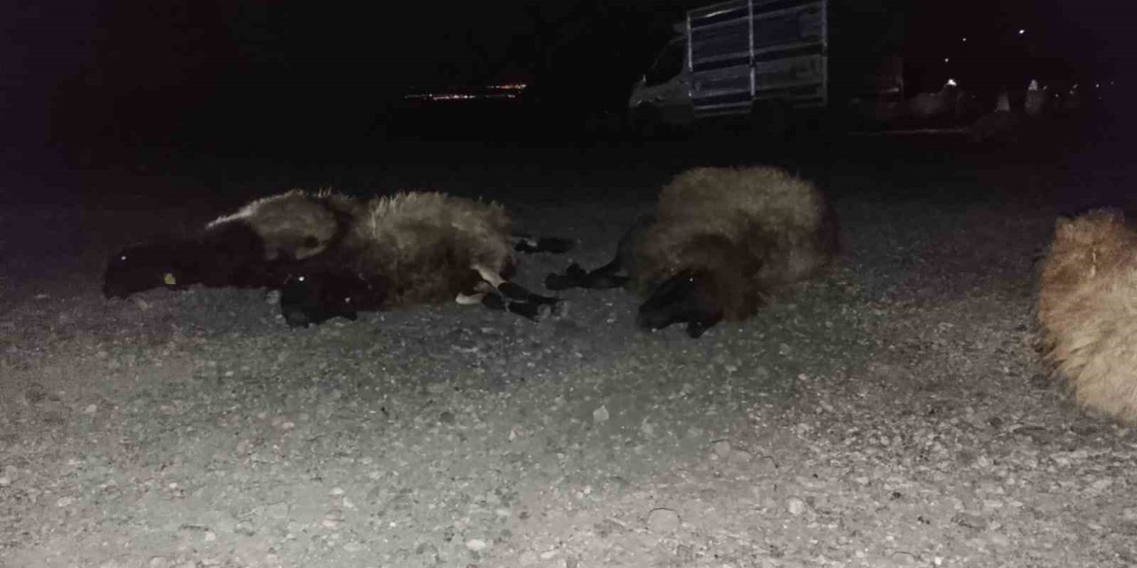 Şırnak'ta otomobil sürüye çarptı, 8 koyun telef oldu