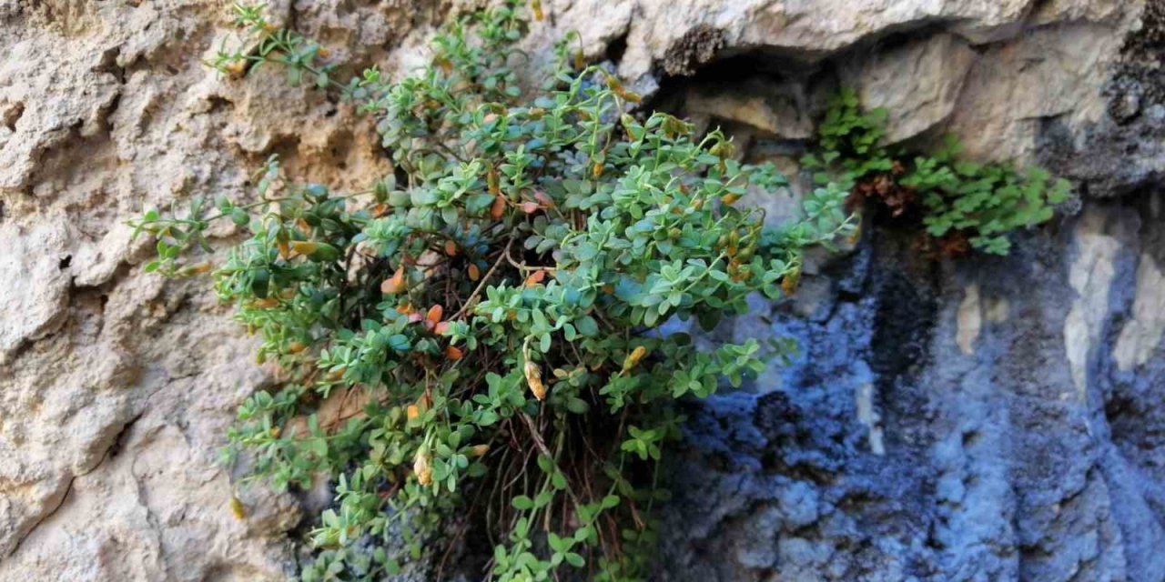 Malatya’ya özgü endemik bitki, sarı kantarondan daha etkili bulundu