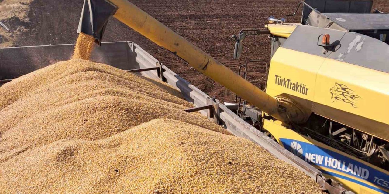Araban Ovası’nda mısır hasadı