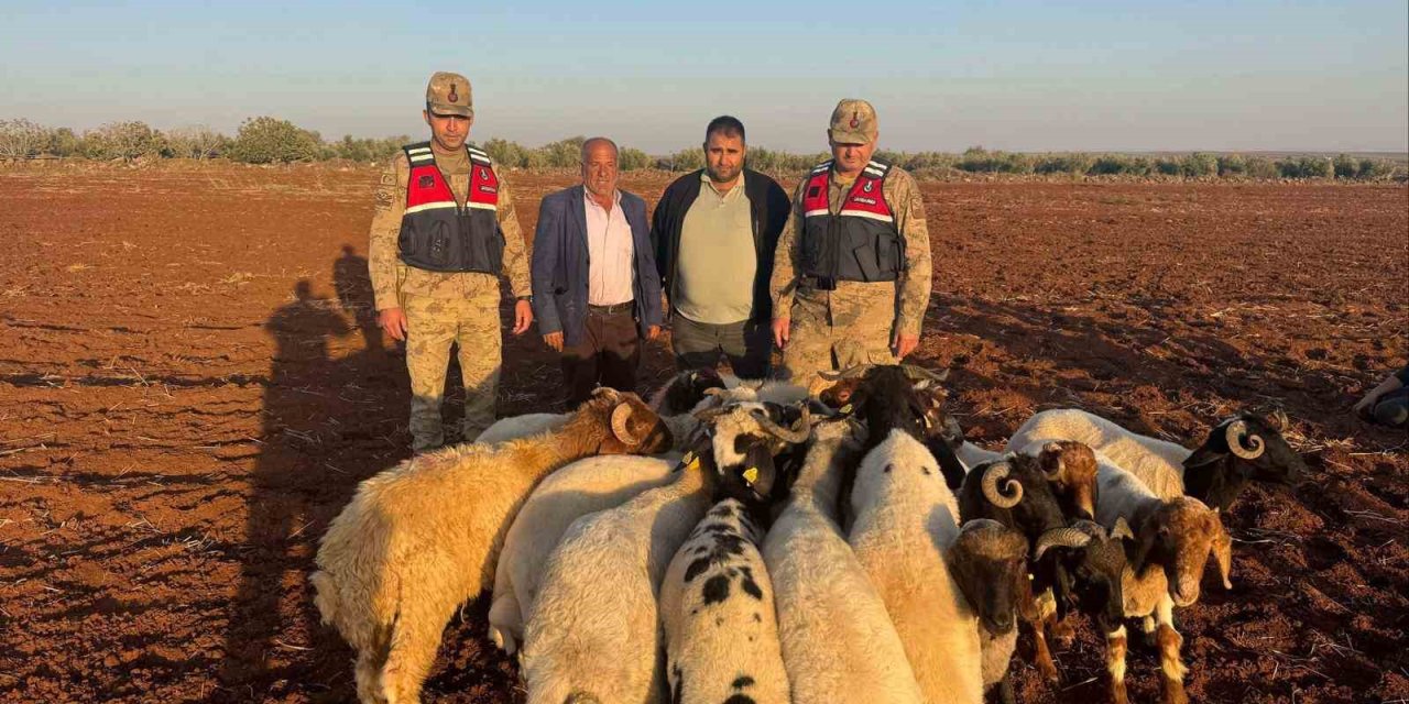 Kilis’te kaybolan 19 küçükbaş hayvan bulundu