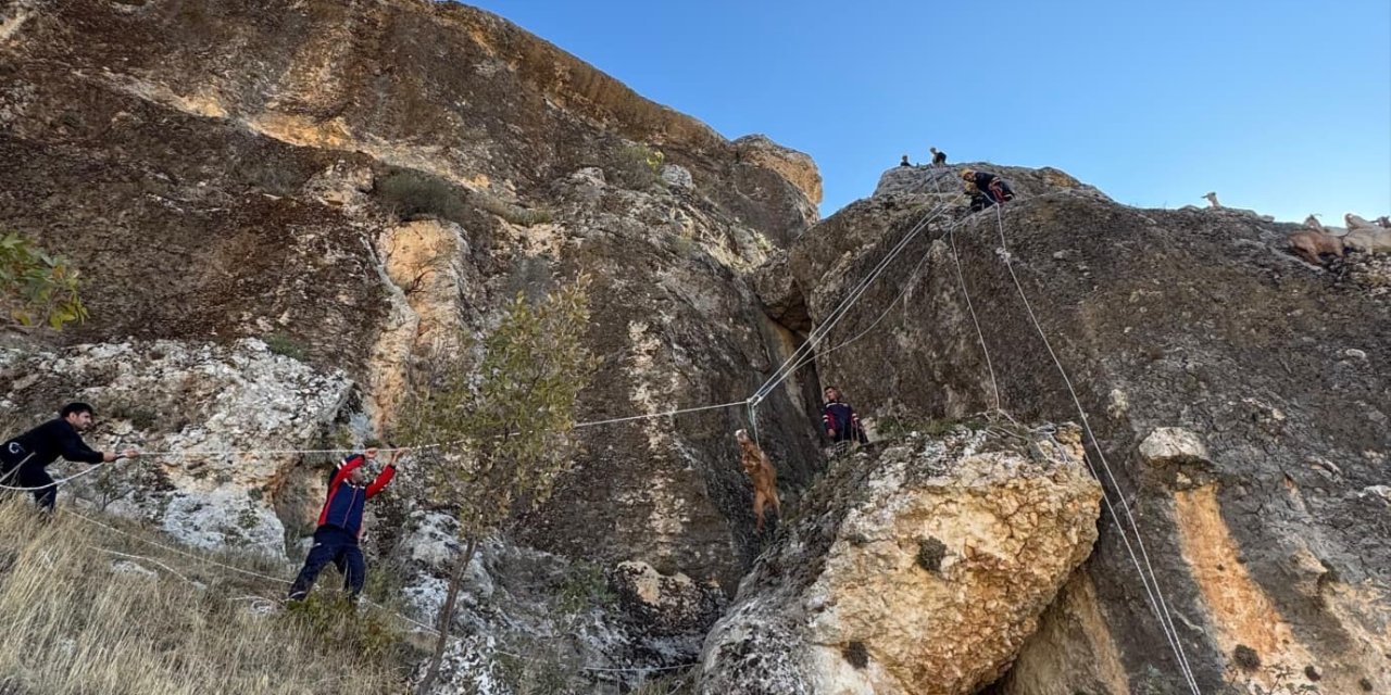 Diyarbakır'da kayalıklarda mahsur kalan 25 keçi kurtarıldı