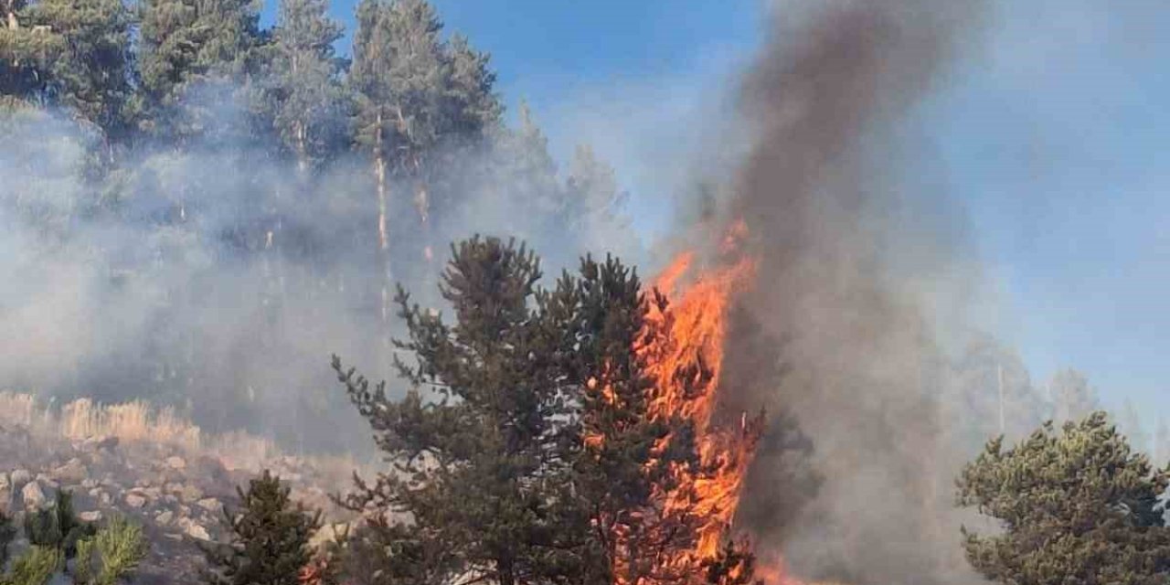 Erzurum’da orman yangını çıktı