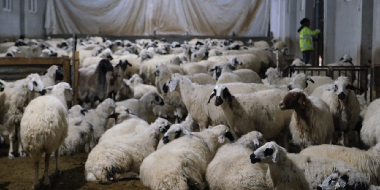 Yüzde 50 hibe desteğiyle 8 milyon TL’lik çiftlik kurdu