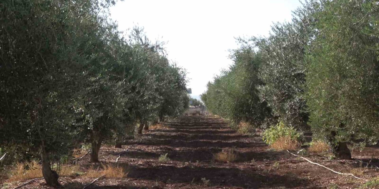 İdil’de zeytini don vurdu