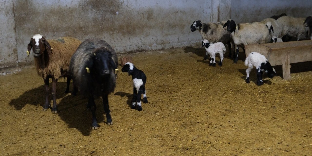 Erzincan’da yılın ilk kuzuları doğdu