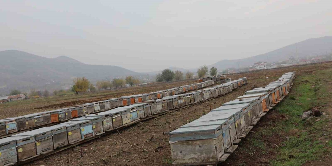 Elazığ'ın yüksek yaylalarında arı kovanları incelendi