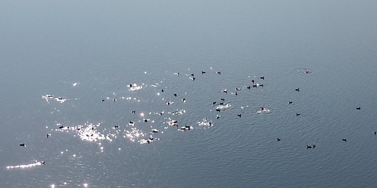 Kars Barajı, göçmen kuşların yeni mekanı oldu