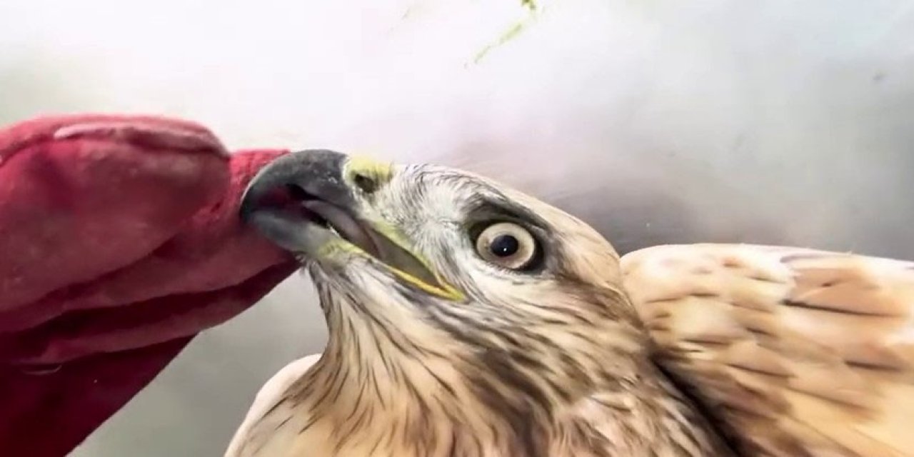 Erzurum'da sağlığına kavuşan kızıl şahin yeniden doğal yaşam alanına bırakıldı