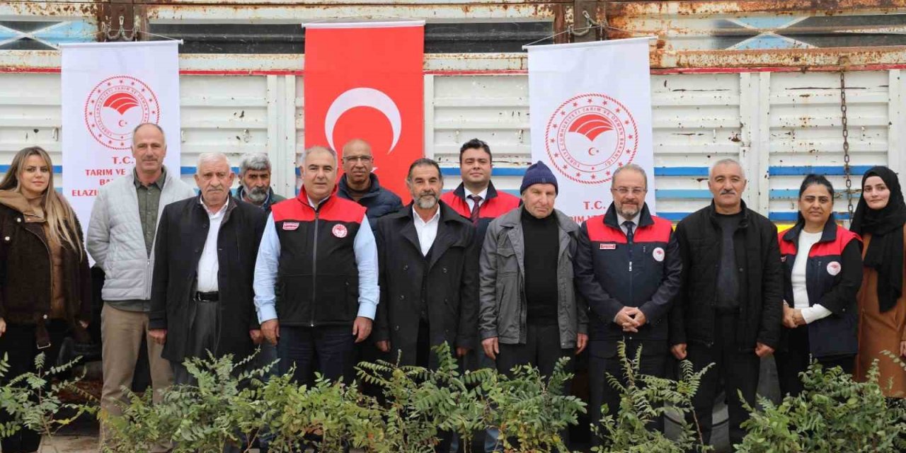 Elazığ’da sumak üretiminde artış