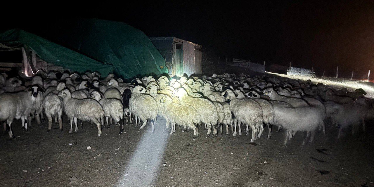 Erzincan'ın yoğun siste kaybolan 200 koyun drone destekli aramayla bulundu