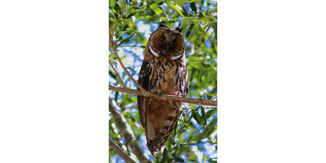 Özalp’te kulaklı orman baykuşu görüldü