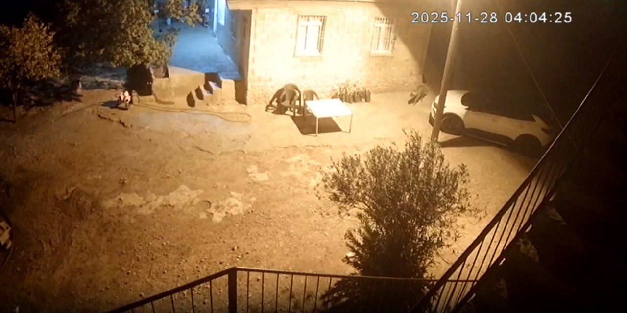 Şanlıurfa’da sırtlanlar tavuk kümesine girdi