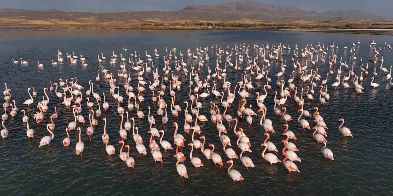 Flamingolar, Erçek Gölü’ndeki konaklama süresini uzattı