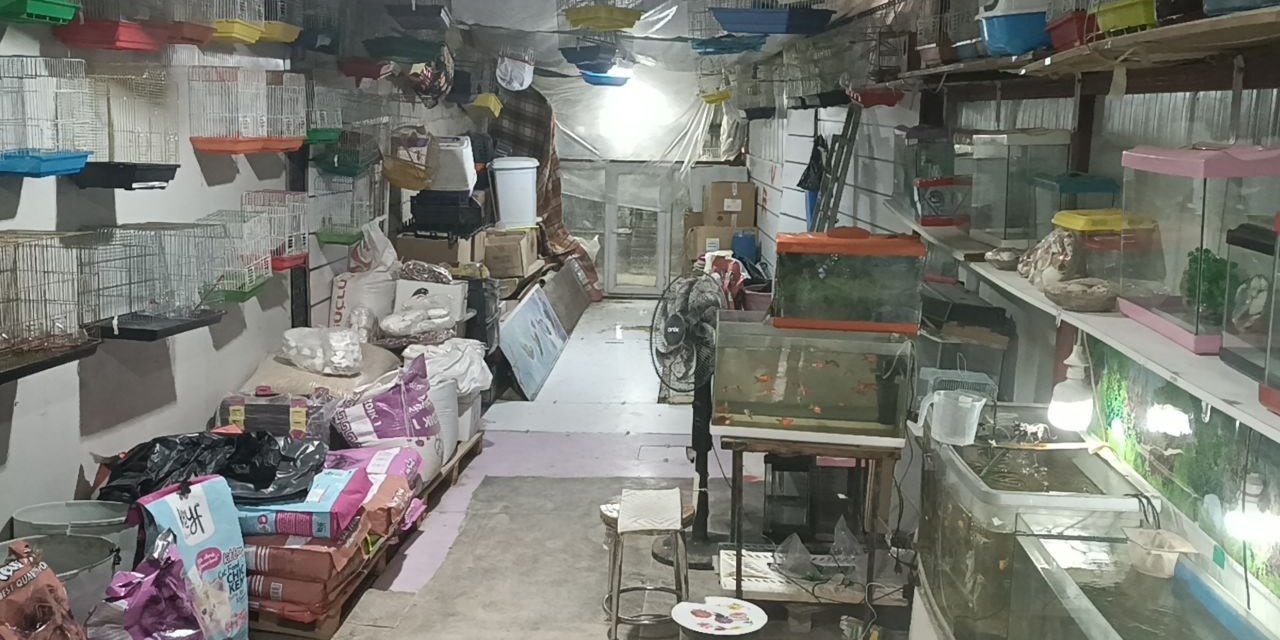 Adıyaman'da camı kırıp 9 papağan çaldılar