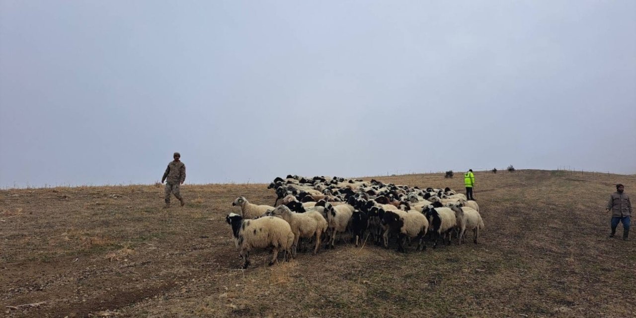 Muş'ta jandarma arazide kaybolan küçükbaş hayvanları bularak sahibine teslim etti