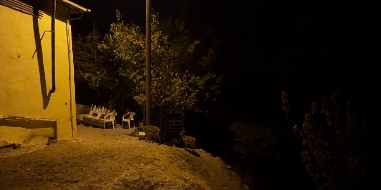 Tunceli'de dağ keçileri evlerin arasında yiyecek ararken görüntülendi