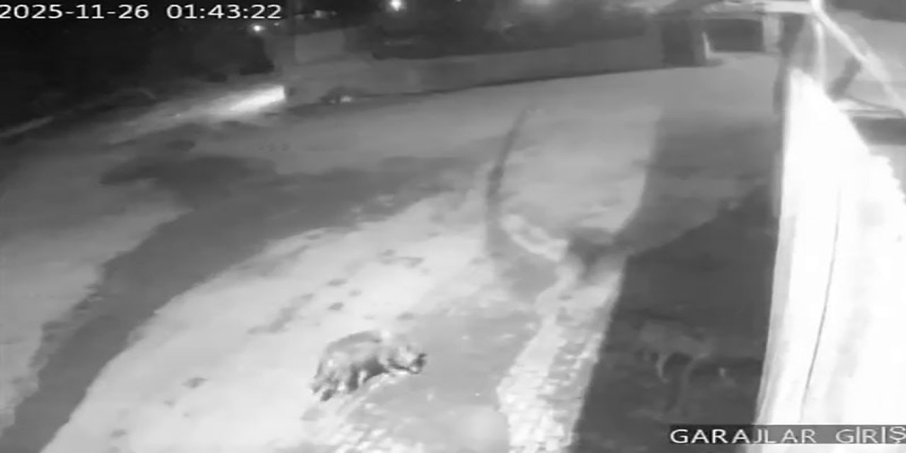 Erzurum'un Aşkale ilçesinde aç kalan kurtlar köye indi