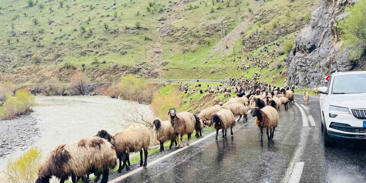 Şırnak’ta 1 milyonun üzerinde küçükbaş, yaylalardan ovalara iniyor