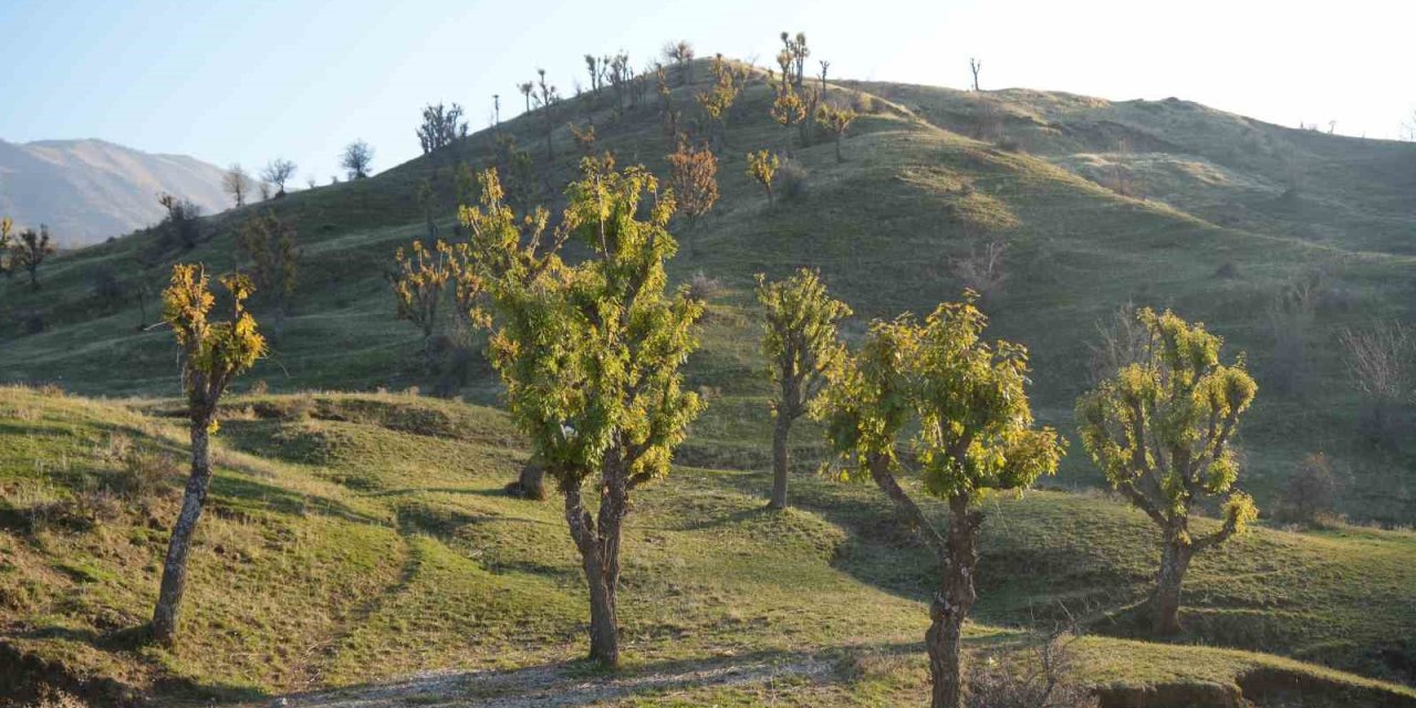 Muş'ta meşeler kış kapıdayken yeniden yeşerdi