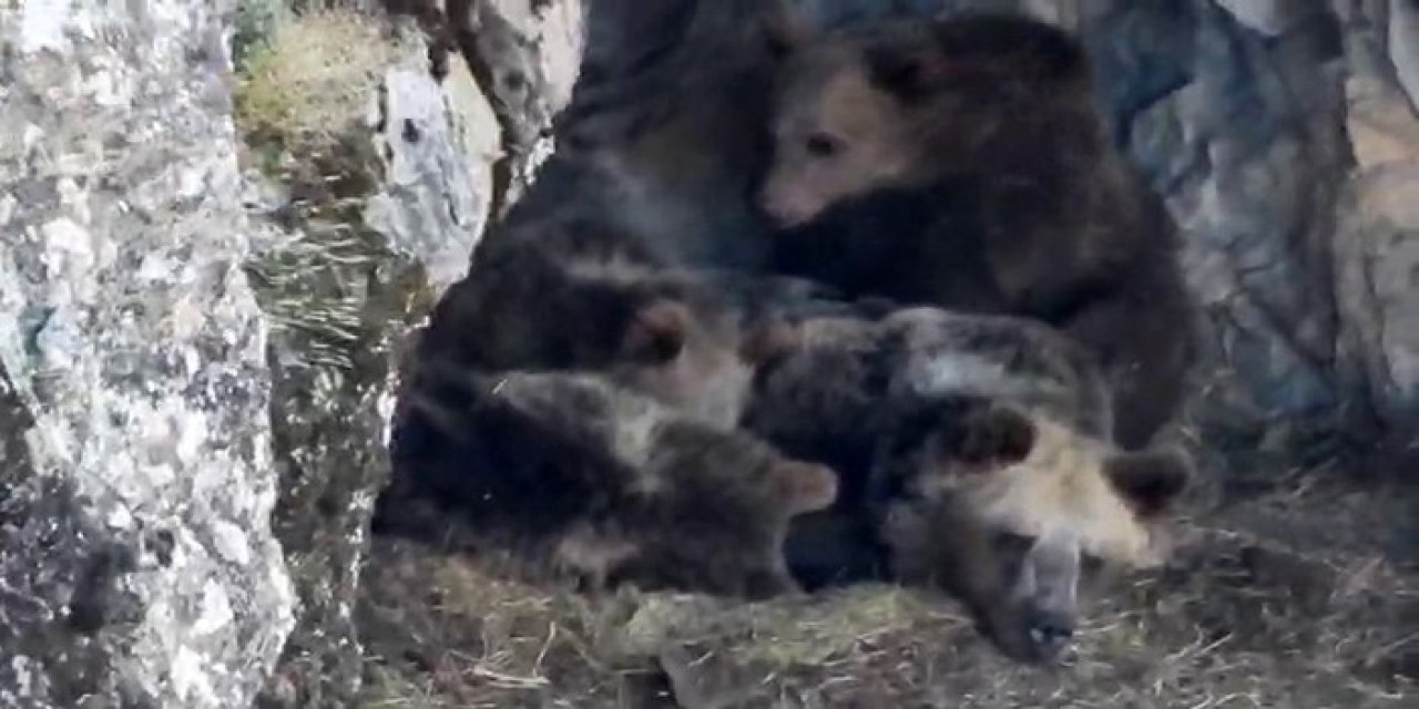 Erzurum'da kış uykusuna yatmaya hazırlanan ayı ailesi böyle görüntülendi