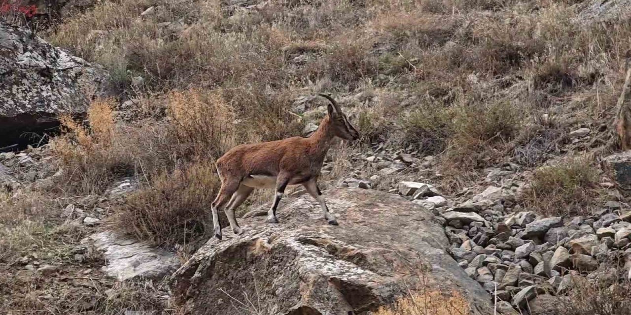 Erzurum'da dağ keçileri karayolu kenarına indi, görenler cep telefonlarına sarıldı