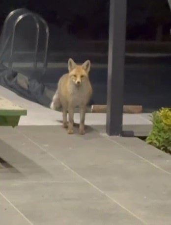 Erzincan'da tilki evin bahçesine girip kedi mamalarını yedi