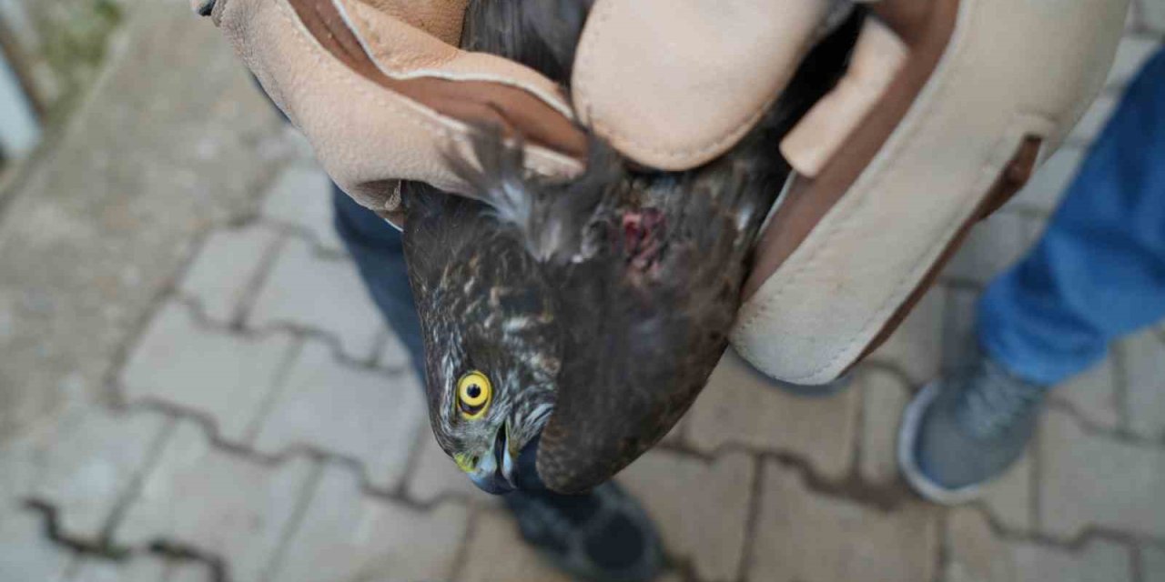 Yaralı halde bulunan atmaca tedavi altına alındı