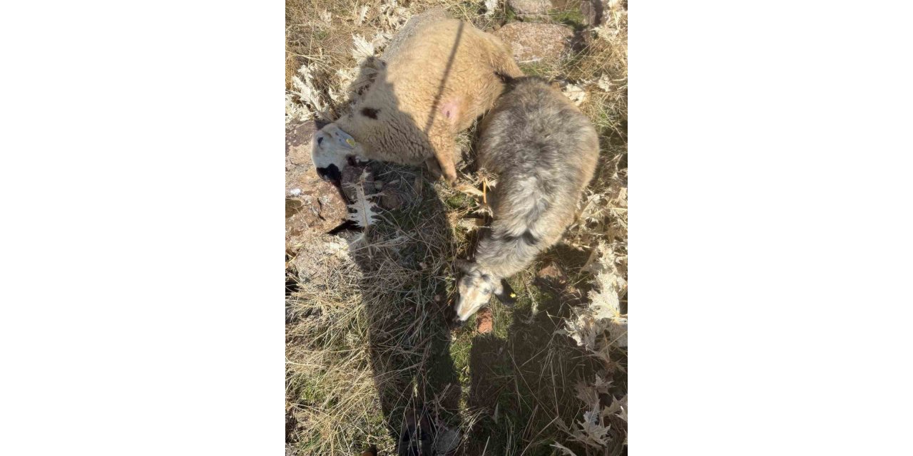 Elazığ'da sürüden ayrılan koyunları kurt kaptı: 28 koyun telef oldu