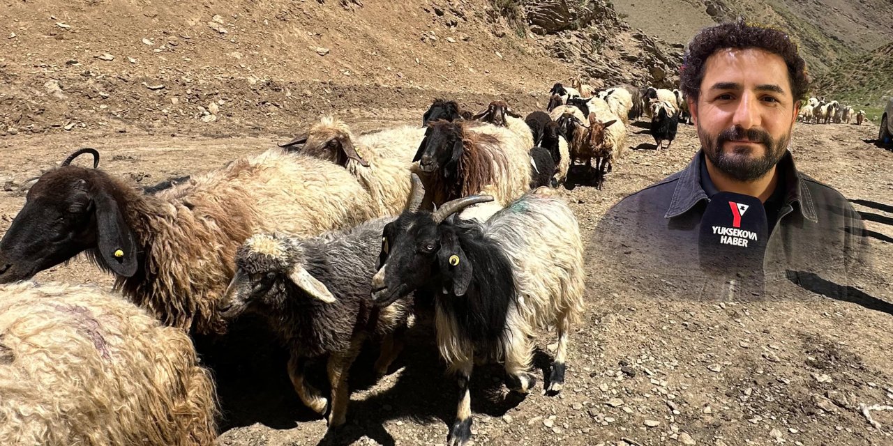 Yüksekova: Veteriner Hekim Tekin’den hayvan yetiştiricilerine mevsimsel geçiş uyarısı