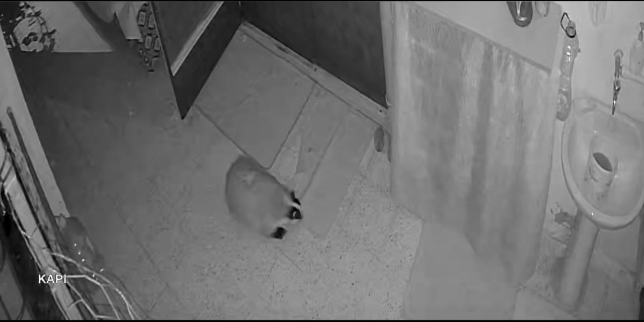 Elazığ'da kedilerinin mamasına dadanan porsuk için evine alarm sistemi kurdu