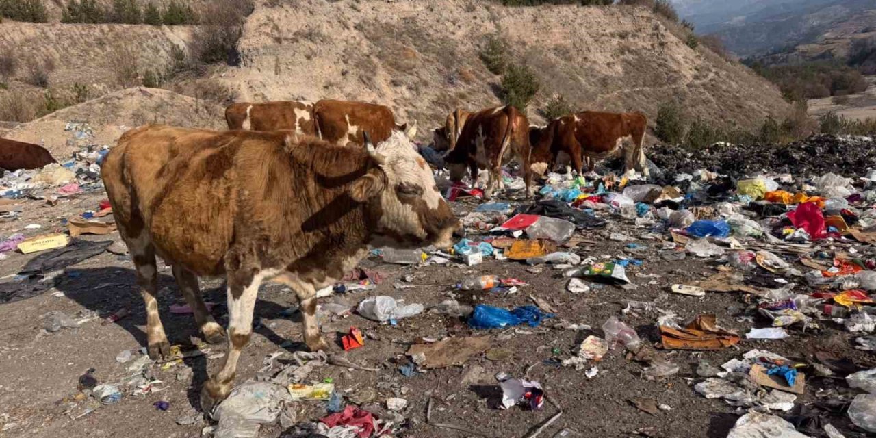 Posof'ta büyükbaş hayvanlar çöplükte besleniyor