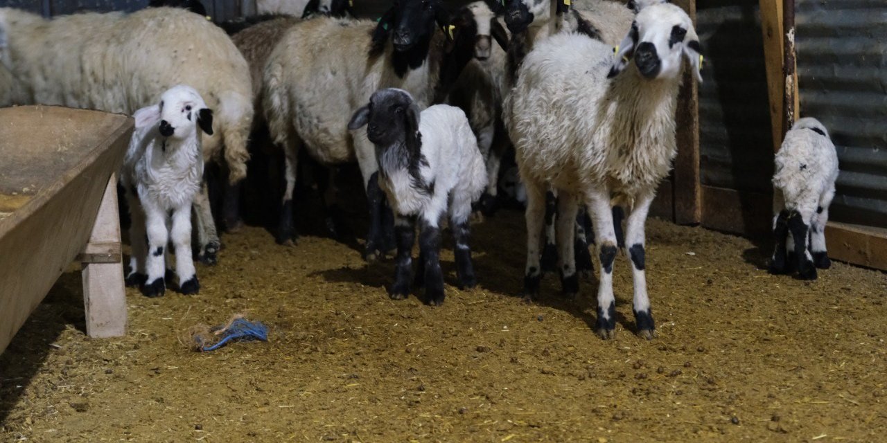 Erzincan’da yılın son kuzuları küçükbaş üreticilerinin yüzünü güldürdü