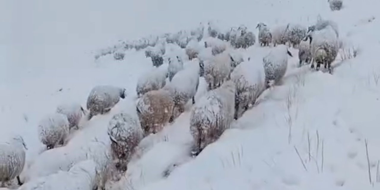 Yüksekova'da koyun sürüsünün kar altında zorlu yolculuğu