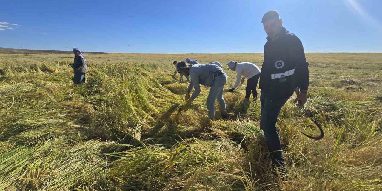 Karacadağ pirinci zengin mineral oranıyla dikkat çekiyor