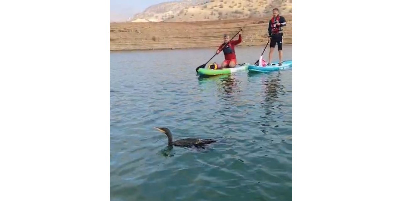 Botan Vadisi’nde yaralı bulunan karabatağı kurtarma çabası yetersiz kaldı