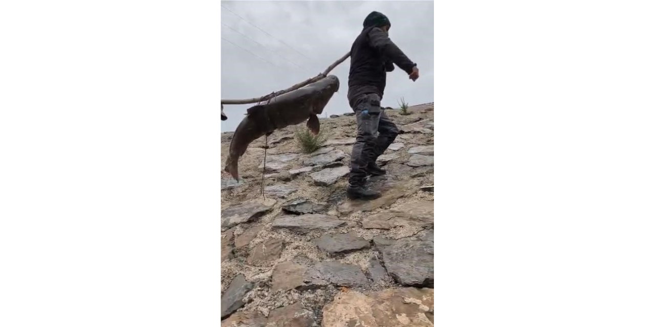 Nehirde yakalanan 60 kiloluk dev turna balığını, çam sırığına bağlayıp taşıdılar
