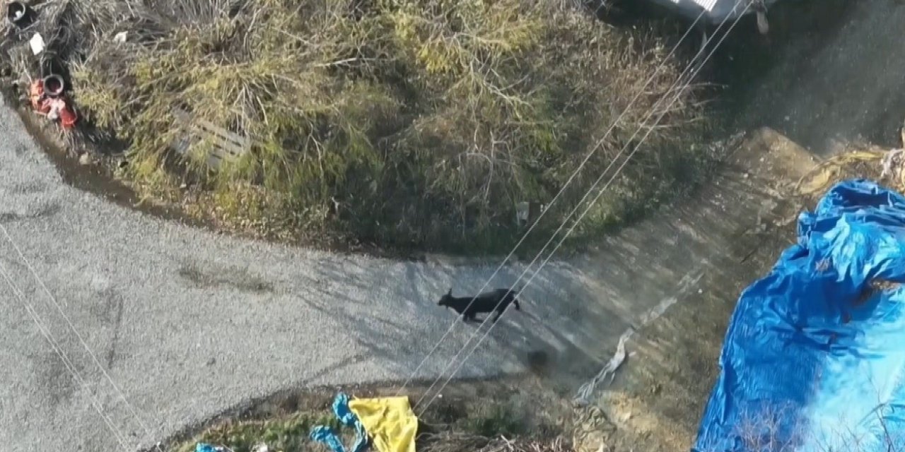 Erzincan'ın Sazlıpınar köyünde firari angusu drone ile görüntülendi