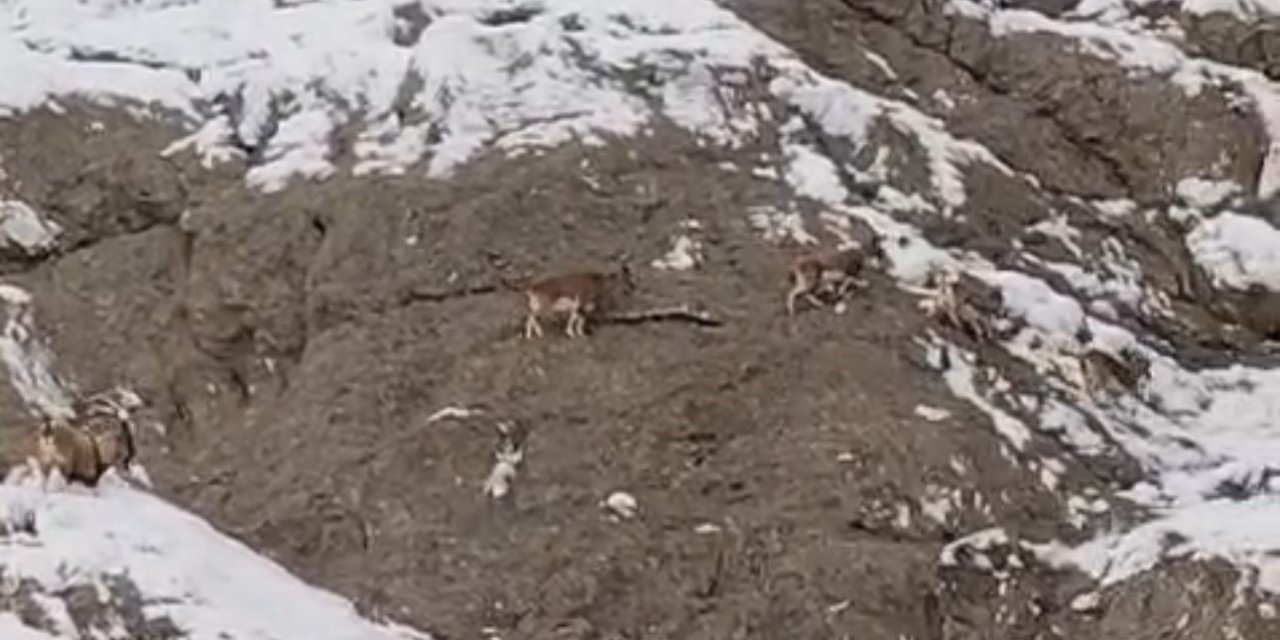 Güzeldere’nin karla kaplı yamaçlarda dağ keçileri görüntülendi